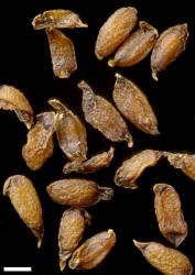 Veronica lavaudiana. Seeds. Scale = 1 mm.
 Image: P.J. Garnock-Jones © P.J. Garnock-Jones CC-BY-NC 3.0 NZ